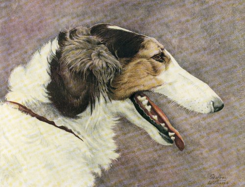 Borzoi vintage 1934 dog - vintage, art