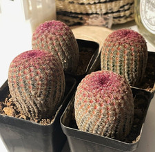 4-5cm Arizona Rainbow Cactus -