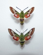 Sphingidae HEMARIS