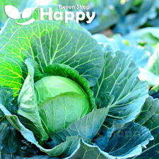 VEGETABLE CABBAGE SEEDS - 400