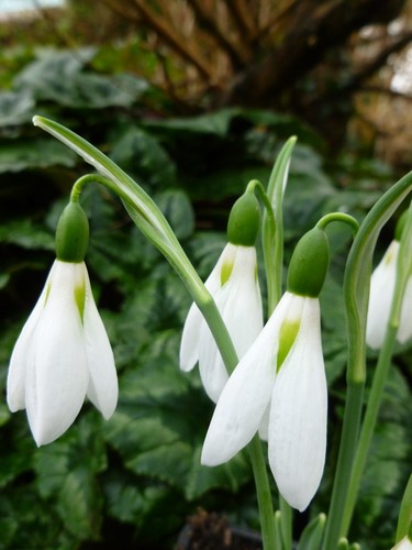Galanthus elwesii peter - galanthus, 'peter