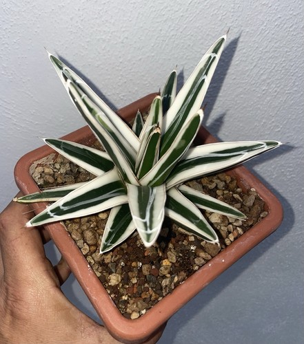 Agave victoriae reginae - agave,