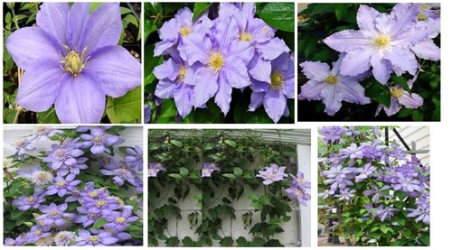 Pastel light purple - pastel, clematis
