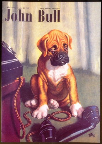 Modern postcard boxer dog - postcard:, &
