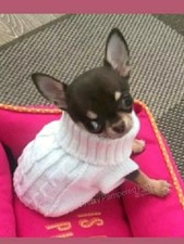 PUPPY COAT TINY XXXS Chihuahua Teacup Winter White Knit Coat Clothes Dog 