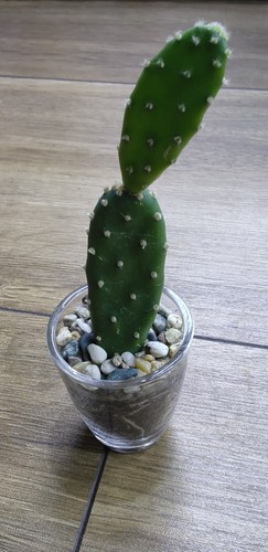 Opuntia quitensis prickly pear - quitensis,