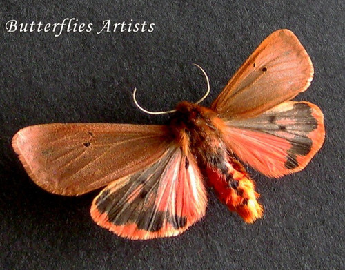 Real ruby tiger - real, moth