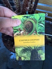 Large CYATHEA COOPERI  ** fast