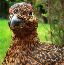 MOUNTED RED GROUSE TAXIDERMY ( Lagopus lagopus scotia )