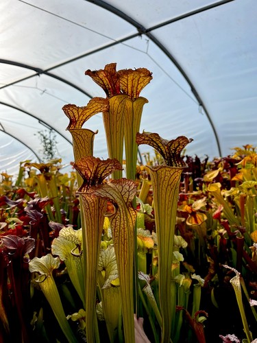 Sarracenia leviathan giant - x,