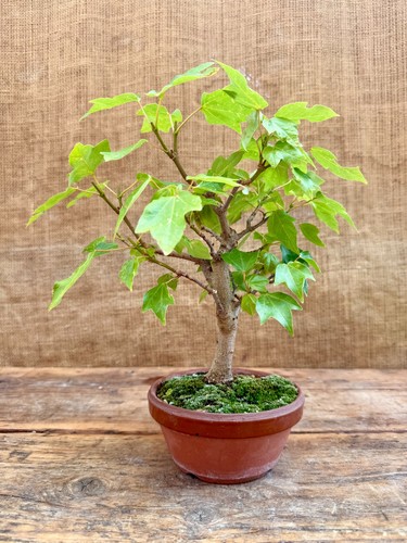 Acer buergerianum trident - buergerianum, (trident