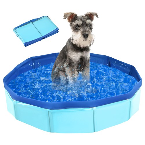 Pet bath dog swimming - dog, pool