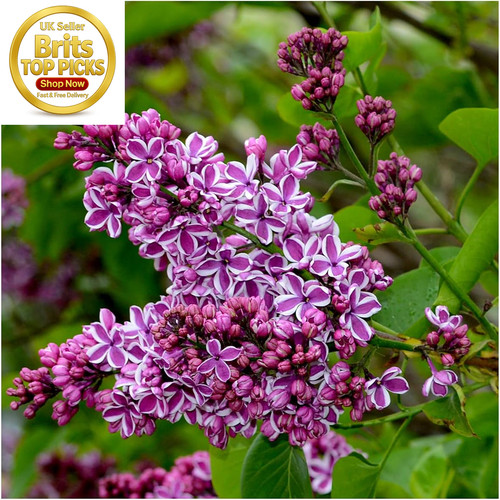 Sensation syringa vulgaris - syringa,