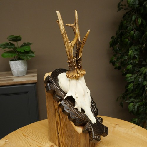 Rehbock deer antler rack - deer,