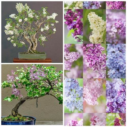 Beautiful french lilac - , tree