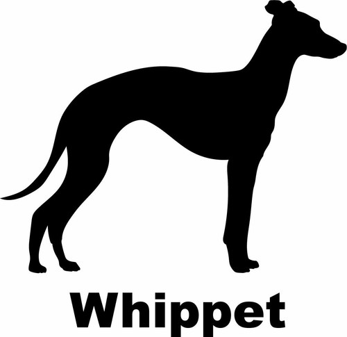 Whippet