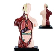 PVC Anatomical Human Torso
