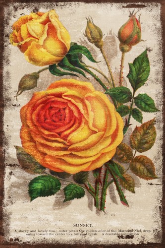 Yellow roses gardening advert - gardening,