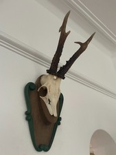 Fine Antlers of a Roe Deer 070