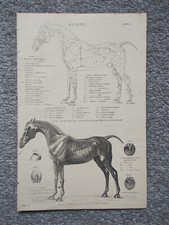 Anatomy of a Horse - Antique Print - 1875