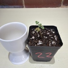 Rare Boswellia sacra