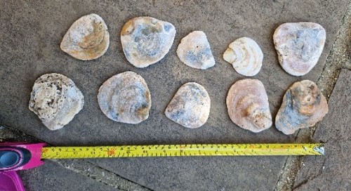 Natural oyster seashells sea - seashells,