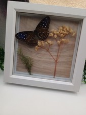 Taxidermy Butterfly Insect
