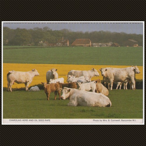 Charolais herd and oil - herd, seed