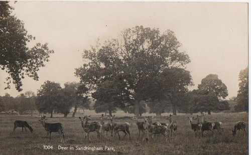 Rppc sandringham park deer - rppc,