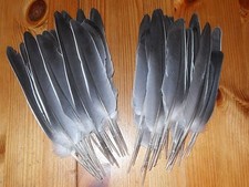 40 PIGEON WING FEATHERS 4"to 8 " FLY TYING ART.FLORAL DISPLAY,HAIR, JEWELLERY