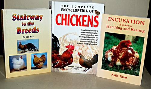 Keeping chickens chicken - keeping,