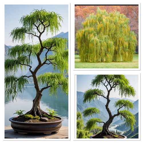 True weeping willow salix - weeping, willow,