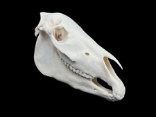 Real Pony Horse Skull (Equus