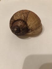 Vintage Late 70’s Era Apple