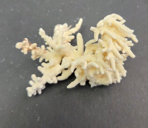 Real coral skeleton decoration - real,