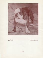 ENGLISH BULLDOG OLD VINTAGE