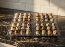 12 Japanese Coturnix Quail