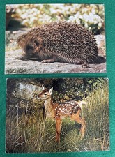 Vintage Collectacard Wildlife