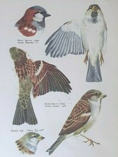 House Sparrow : Bird Print By Tunnicliffe C1940s