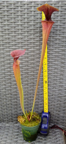 Sarracenia flava cuprea - flava,