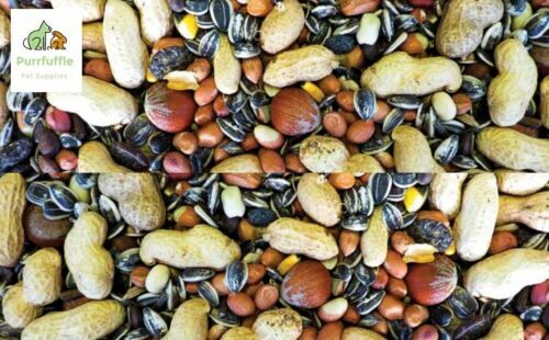 2kg 75kg premium squirrel - /,