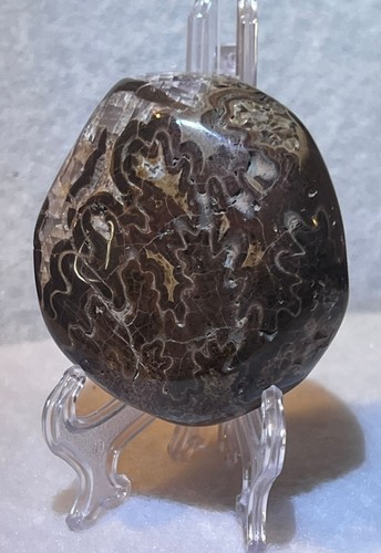 Ammonite fossil beautifully - ammonite,