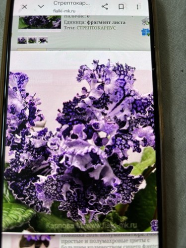 Streptocarpus 2593 plug - streptocarpus, ds