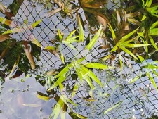 Floating pond plants water - plants, 'water