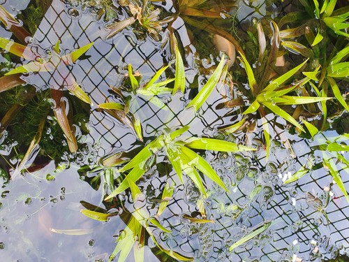Floating pond plants water - floating,