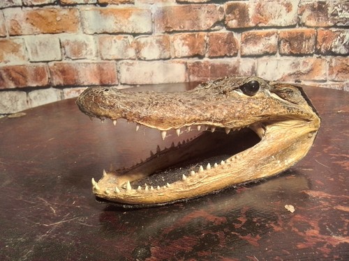 Vintage alligator salt - alligator, water