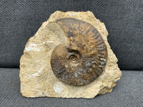 Leioceras fossil ammonite - leioceras,