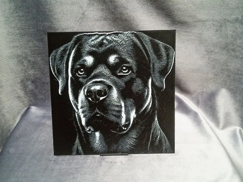 Rottweiler dog - rottweiler,