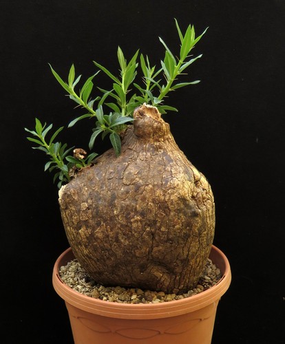 Pachypodium bispinosum 16cm