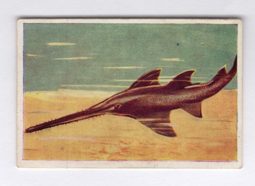 Griffiths australia c1930 57 - griffiths,